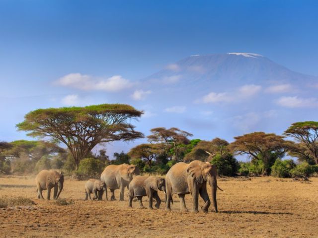 your-gateway-to-african-safaris-starts-right-here-in-ohio