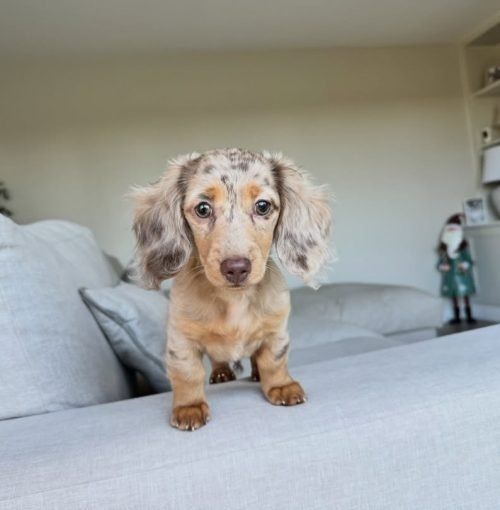 long-haired-dachshund-puppies-for-sale-today-big-0