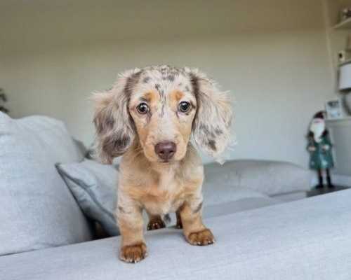 long-haired-dachshund-puppies-for-sale-today