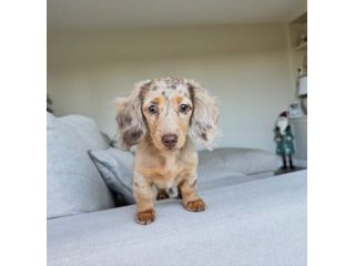 long-haired-dachshund-puppies-for-sale-today-small-0