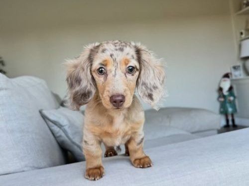 long-haired-dachshund-puppies-for-sale-today