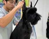 best-dog-grooming-packages-in-usa-premium-spa-care-for-your-pet