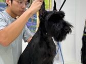 best-dog-grooming-packages-in-usa-premium-spa-care-for-your-pet