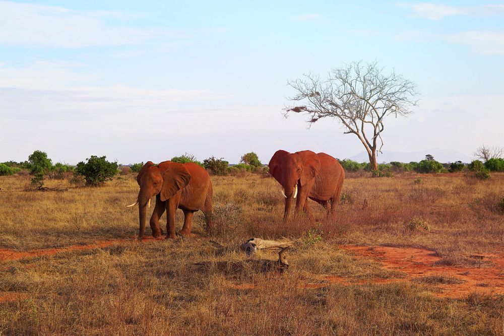 how-to-apply-for-visa-for-kenya-tanzania-safari-steps-to-follow-big-0