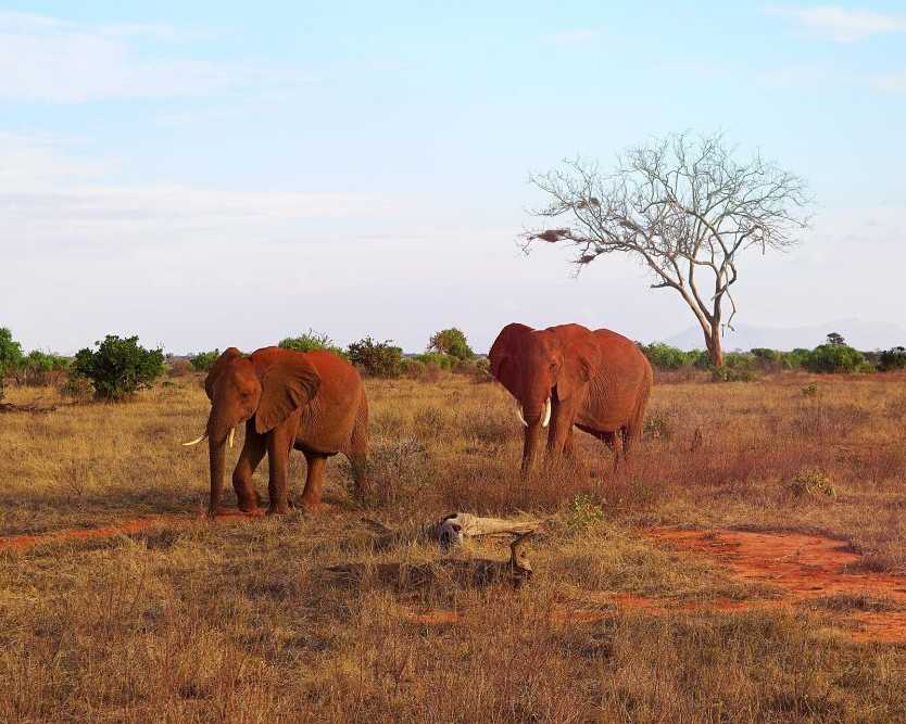 how-to-apply-for-visa-for-kenya-tanzania-safari-steps-to-follow
