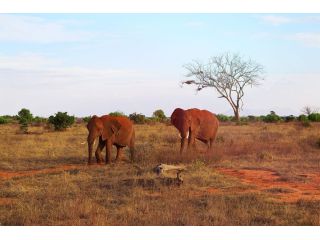 how-to-apply-for-visa-for-kenya-tanzania-safari-steps-to-follow-small-0