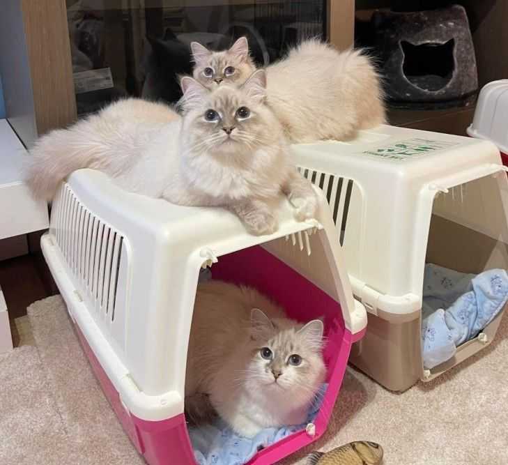 fluffy-snow-siberians-best-siberian-kittens-big-0