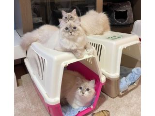fluffy-snow-siberians-best-siberian-kittens-small-0