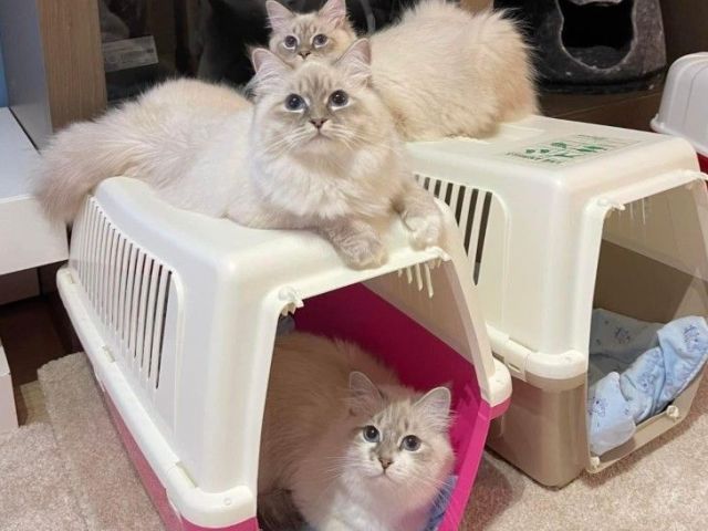 fluffy-snow-siberians-best-siberian-kittens