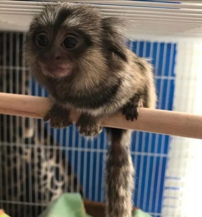 buy-marmoset-monkey-milo-for-sale-big-0