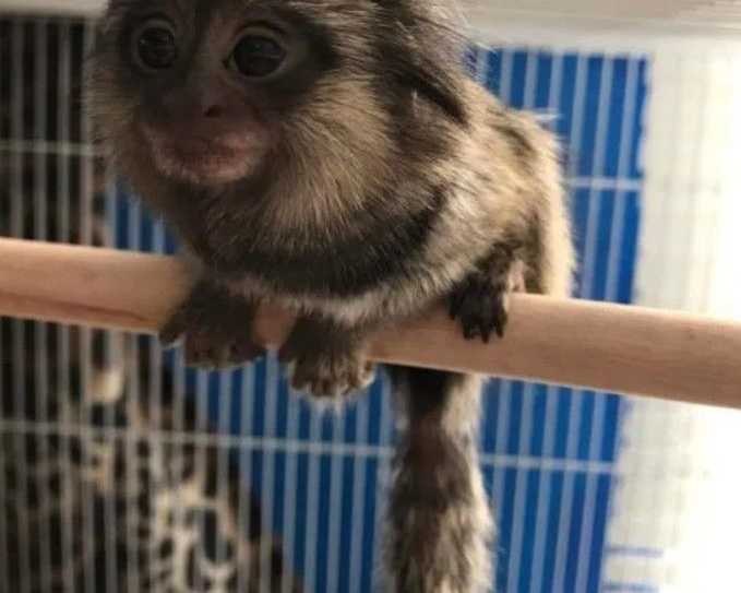 buy-marmoset-monkey-milo-for-sale