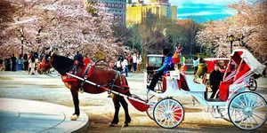 nyc-carriage-rides-big-0