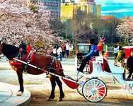 nyc-carriage-rides