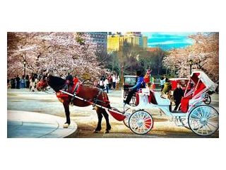 nyc-carriage-rides-small-0