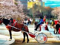 nyc-carriage-rides