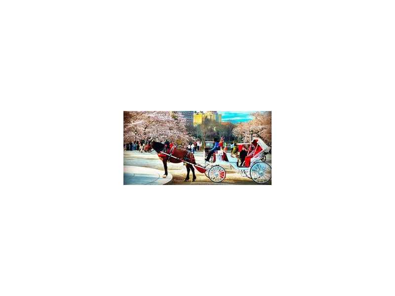 nyc-carriage-rides-small-0