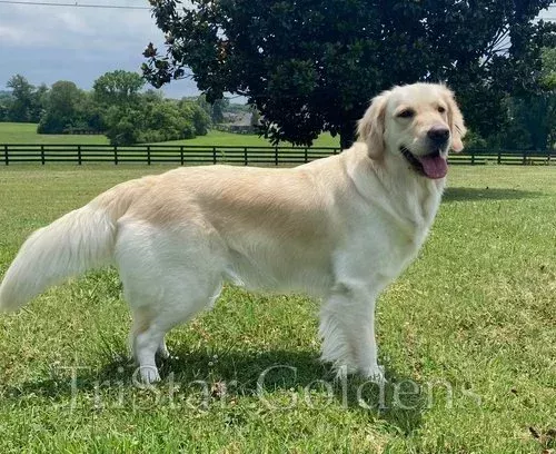 golden-retriever-puppies-tennessee-big-0