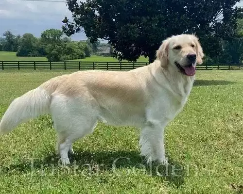 golden-retriever-puppies-tennessee