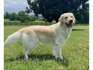golden-retriever-puppies-tennessee-small-0