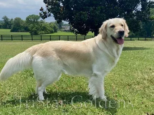 golden-retriever-puppies-tennessee