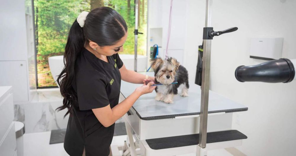 dog-grooming-packages-in-usa-big-0