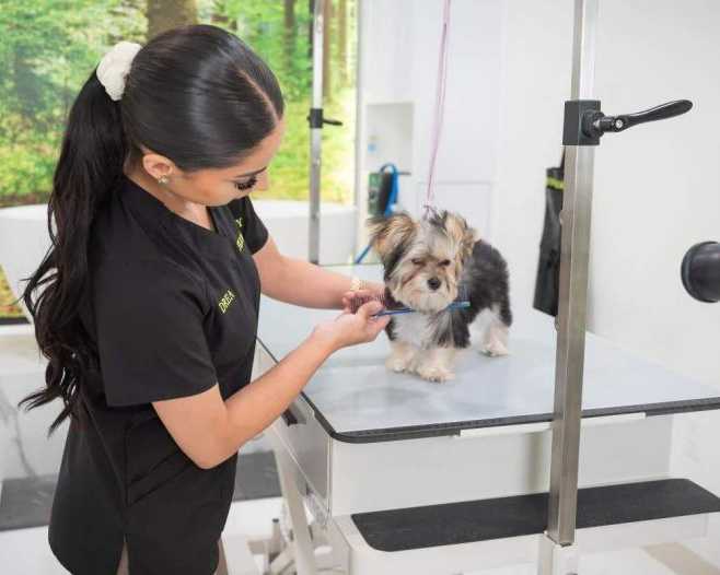 dog-grooming-packages-in-usa