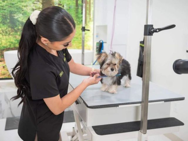 dog-grooming-packages-in-usa
