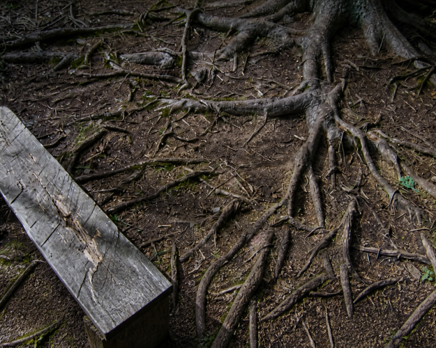 professional-tree-service