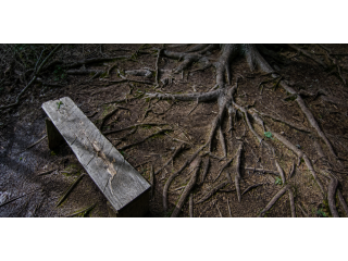 professional-tree-service-small-0