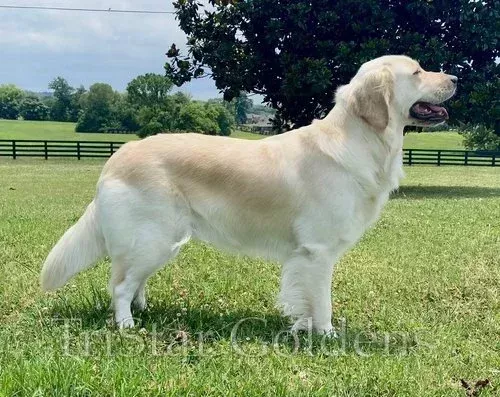 english-cream-golden-retriever-puppies-for-sale-big-0