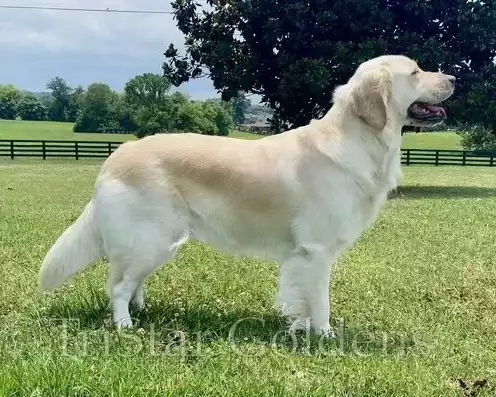english-cream-golden-retriever-puppies-for-sale