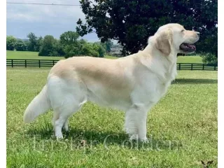 english-cream-golden-retriever-puppies-for-sale-small-0