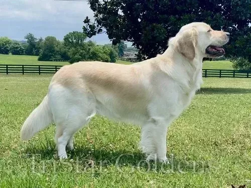 english-cream-golden-retriever-puppies-for-sale