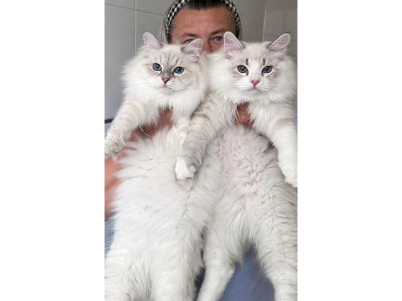 healthy-siberian-kittens-for-sale-small-0