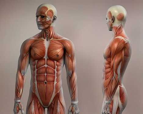 musculoskeletal-sonography-course-open-now-with-flexible-class
