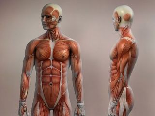 musculoskeletal-sonography-course-open-now-with-flexible-class-small-0