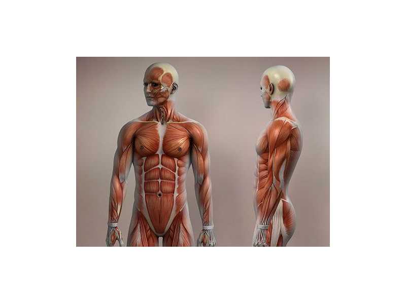 musculoskeletal-sonography-course-open-now-with-flexible-class-small-0