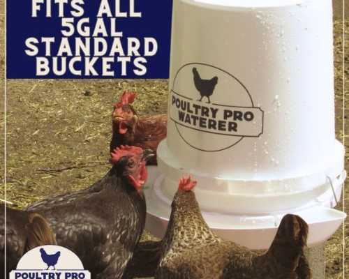 bucket-chicken-waterer
