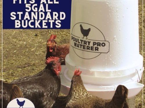 bucket-chicken-waterer