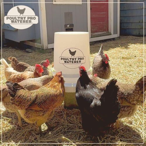 5-gallon-poultry-waterer-big-0