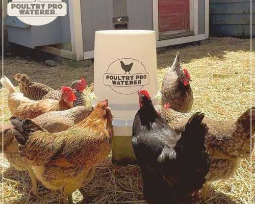 5-gallon-poultry-waterer