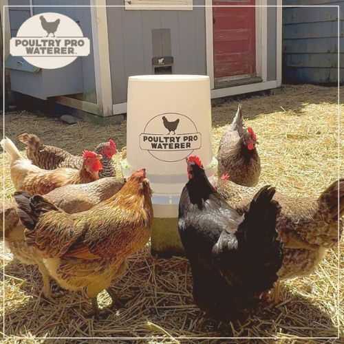 5-gallon-poultry-waterer-big-0