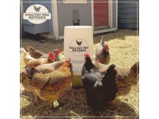 5-gallon-poultry-waterer-small-0