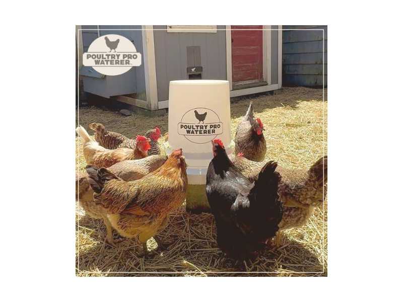 5-gallon-poultry-waterer-small-0