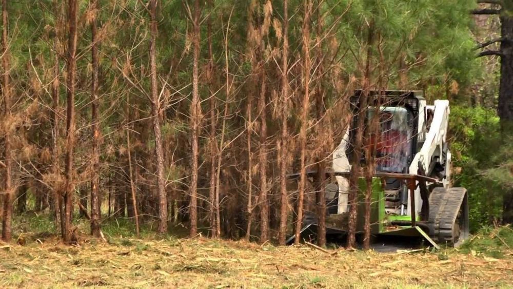 forestry-clearing-services-across-the-big-island-big-0