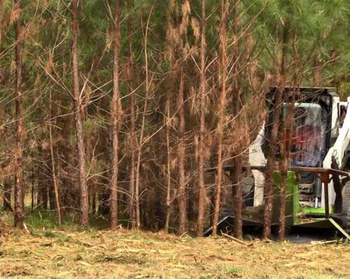 forestry-clearing-services-across-the-big-island