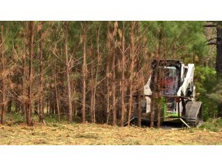 forestry-clearing-services-across-the-big-island-small-0