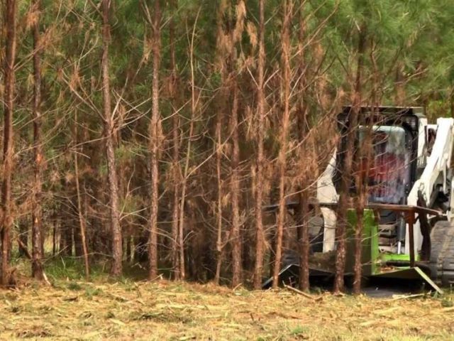 forestry-clearing-services-across-the-big-island