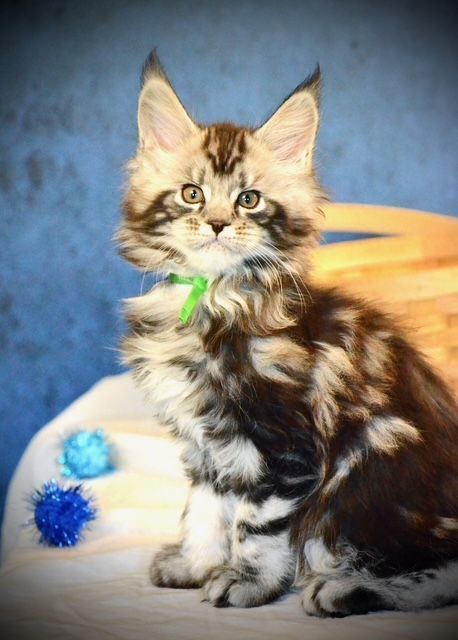 maine-coon-breeders-trusted-reputable-maine-coon-breeders-big-0