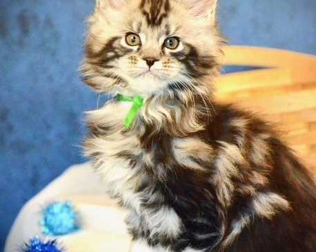 maine-coon-breeders-trusted-reputable-maine-coon-breeders
